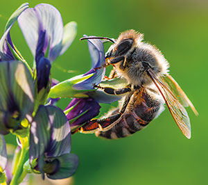 Bee, Wasp & Hornet Identification in your area