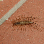 Centipedes Friend or Foe in arkansas