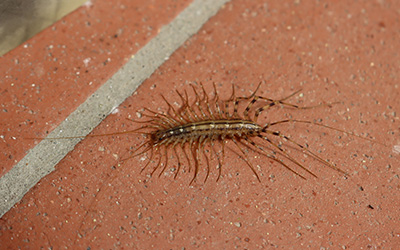 Centipedes Friend or Foe in arkansas