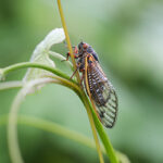 Cicadas in AR | Delta Pest Control