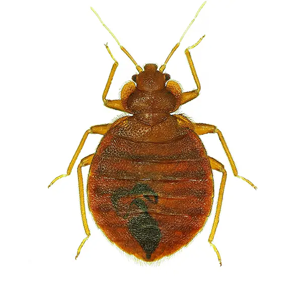 Bed Bug | Delta Pest Control serving Pottsville, AR