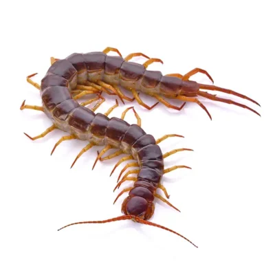 Centipede | Delta Pest Control serving Pottsville, AR
