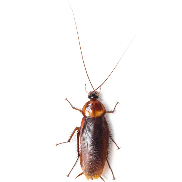 Cockroach | Delta Pest Control serving Pottsville, AR