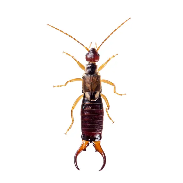 Earwig | Delta Pest Control serving Pottsville, AR
