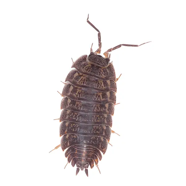 Bill Bug | Delta Pest Control serving Pottsville, AR