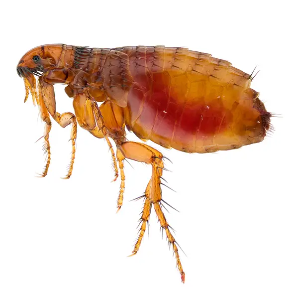 Flea | Delta Pest Control serving Pottsville, AR