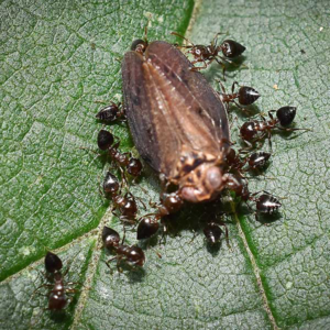 Acrobat Ant identification in Russellville AR - Delta Pest Control Inc