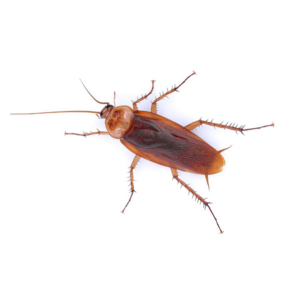 American Cockroach identification in Russellville AR |  Delta Pest Control Inc