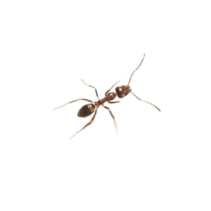 Argentine Ant identification in Russellville AR |  Delta Pest Control Inc
