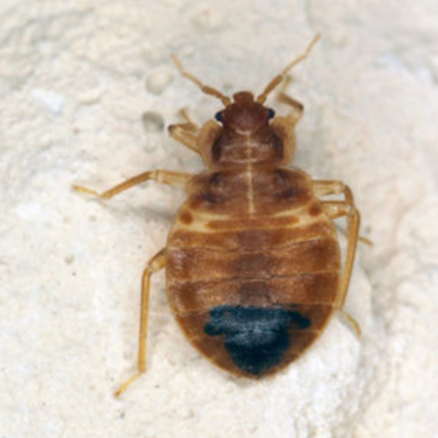 Bed Bug identification in Russellville AR |  Delta Pest Control Inc