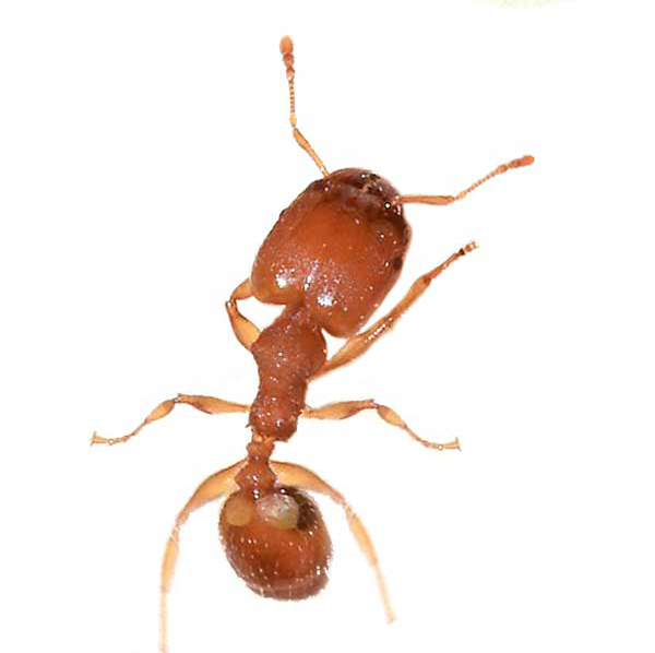 Bigheaded Ant identification in Russellville AR |  Delta Pest Control Inc