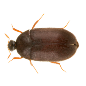 Black Carpet Beetle identification in Russellville AR |  Delta Pest Control Inc