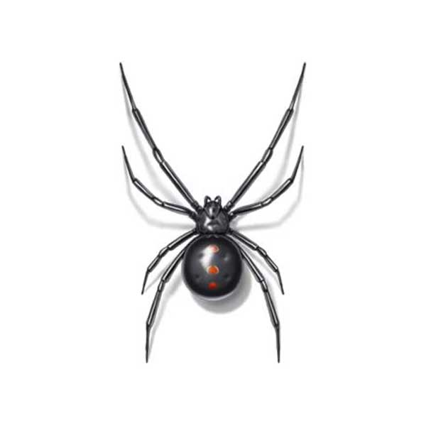 Black Widow identification in Russellville AR |  Delta Pest Control Inc