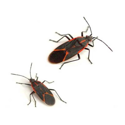 Boxelder Bug identification in Russellville AR |  Delta Pest Control Inc