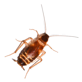 Brown-Banded Cockroach identification in Russellville AR |  Delta Pest Control Inc