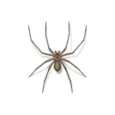 Brown Recluse Spider identification in Russellville AR |  Delta Pest Control Inc