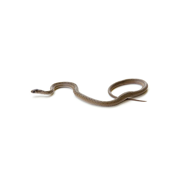 Brown Snake identification in Russellville AR |  Delta Pest Control Inc