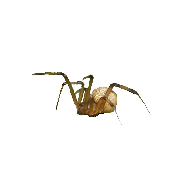 Brown Widow Spider identification in Russellville AR |  Delta Pest Control Inc