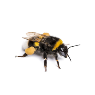 Bumblebee identification in Russellville AR |  Delta Pest Control Inc