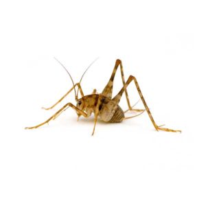 Camel Cricket identification in Russellville AR |  Delta Pest Control Inc