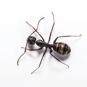 Carpenter Ant identification in Russellville AR |  Delta Pest Control Inc