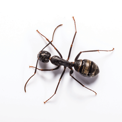 Carpenter Ant identification in Russellville AR |  Delta Pest Control Inc