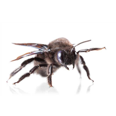 Carpenter Bee identification in Russellville AR |  Delta Pest Control Inc