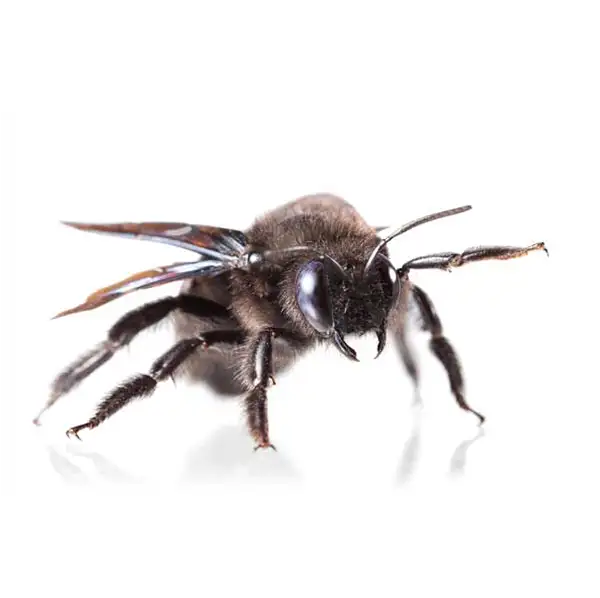Carpenter Bee | Delta Pest Control serving Pottsville, AR