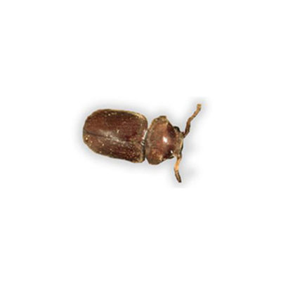 Cigarette Beetle identification in Russellville AR |  Delta Pest Control Inc