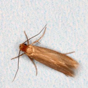 Clothes Moth identification in Russellville AR |  Delta Pest Control Inc