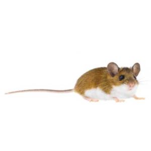 Deer Mouse identification in Russellville AR |  Delta Pest Control Inc