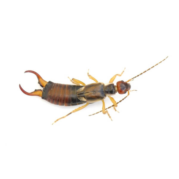 Earwig identification in Russellville AR |  Delta Pest Control Inc
