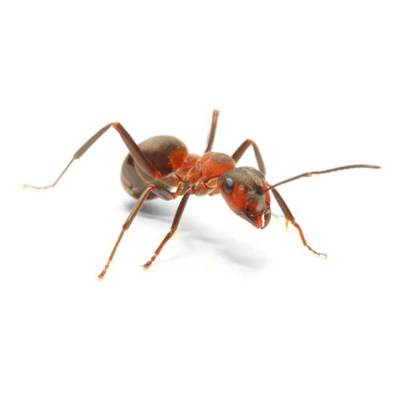 Field Ant identification in Russellville AR |  Delta Pest Control Inc