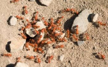 a group of fire ants hanging around a nest in arkansas