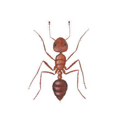 Fire Ant identification in Russellville AR |  Delta Pest Control Inc