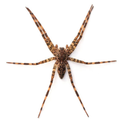 Fishing Spider identification in Russellville AR |  Delta Pest Control Inc