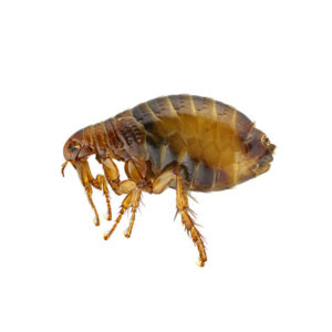 Flea identification in Russellville AR |  Delta Pest Control Inc