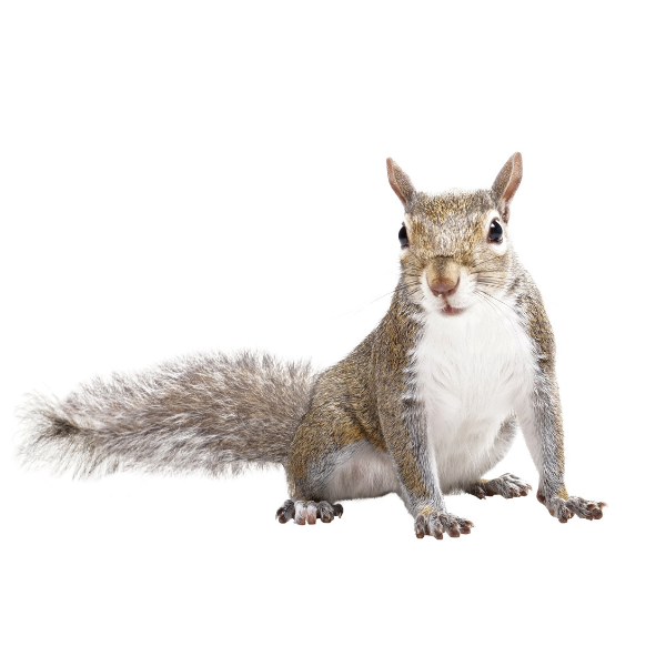 Gray Squirrel identification in Russellville AR |  Delta Pest Control Inc