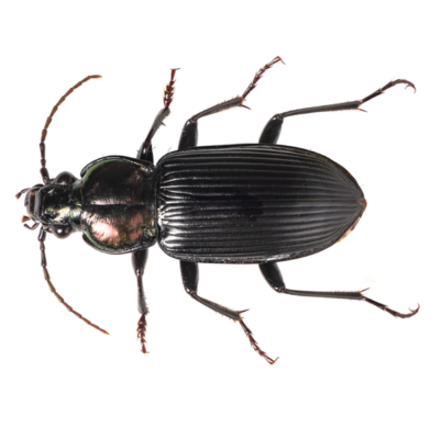 Ground Beetle identification in Russellville AR |  Delta Pest Control Inc