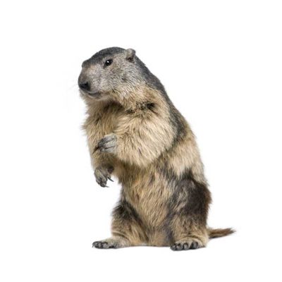 Groundhog identification in Russellville AR |  Delta Pest Control Inc
