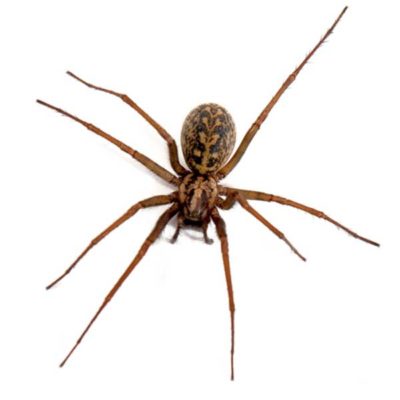 Hobo Spider identification in Russellville AR |  Delta Pest Control Inc