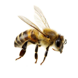 Honey Bee identification in Russellville AR |  Delta Pest Control Inc