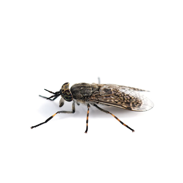 Horse Fly identification in Russellville AR |  Delta Pest Control Inc