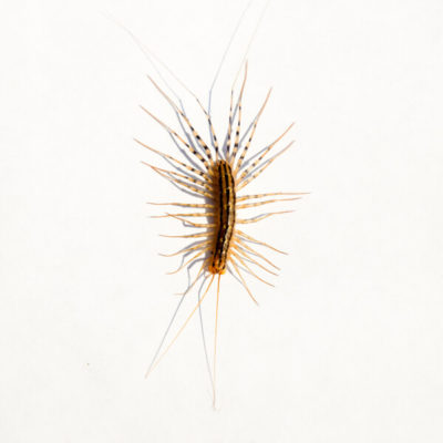 House Centipede identification in Russellville AR |  Delta Pest Control Inc