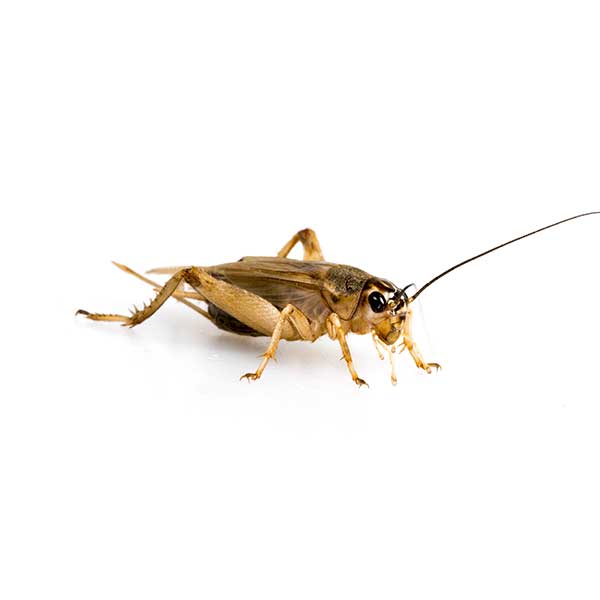 House Cricket identification in Russellville AR |  Delta Pest Control Inc