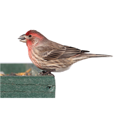 House Finch identification in Russellville AR |  Delta Pest Control Inc