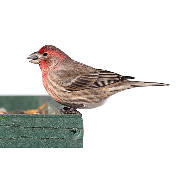 House Finch identification in Russellville AR |  Delta Pest Control Inc