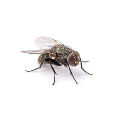 House Fly identification in Russellville AR |  Delta Pest Control Inc
