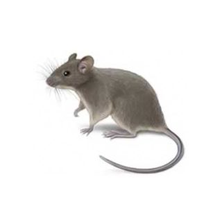 House Mouse identification in Russellville AR |  Delta Pest Control Inc