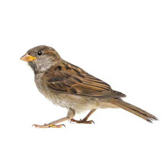 House Sparrow identification in Russellville AR |  Delta Pest Control Inc